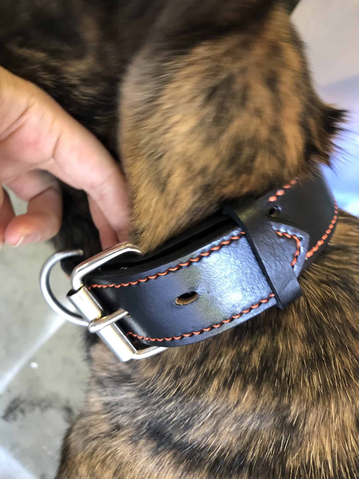 back dog collar